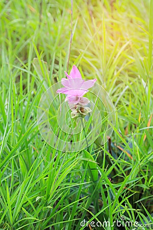 Siam Tulip field, called `Dok Kra Jiao` in Thai or Curcuma alismatifolia flower Stock Photo
