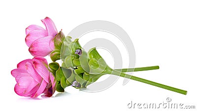 Siam tulip flower isolated on white background Stock Photo