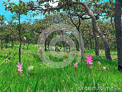 Siam Tulip or Krajeaw Flowers field,nature background. Stock Photo