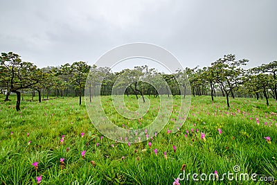 Siam Tulip pink flower blooming in forest mountain at Sai Thong National Park Stock Photo