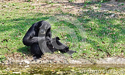 Siamang, black furred gibbon Stock Photo