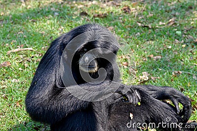 Siamang, black furred gibbon Stock Photo