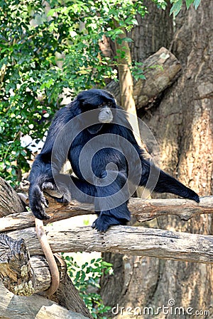 Siamang, black furred gibbon Stock Photo