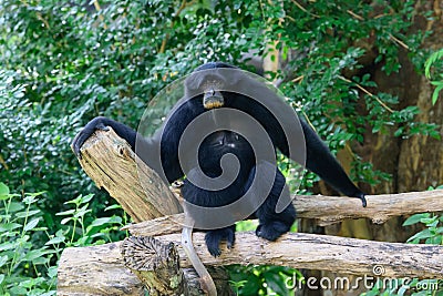Siamang, black furred gibbon Stock Photo