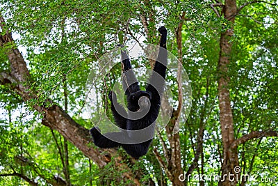 A Siamang gibbon is hanging on tree. Stock Photo
