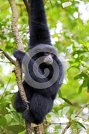 Siamang Gibbon Stock Photo