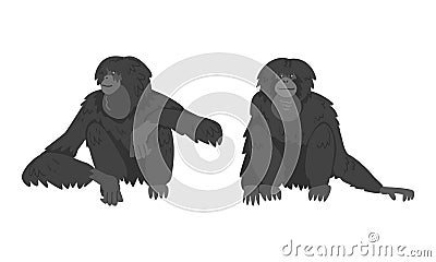 Siamang Monkey as Arboreal, Black-furred Gibbon Vector Set Vector Illustration