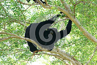 Siamang Symphalangus syndactylus Stock Photo