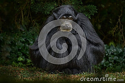 Siamang, Symphalangus syndactylus, big black monkey sitting in the nature habitat, dark gree forest vegetaion. Siamang from Stock Photo