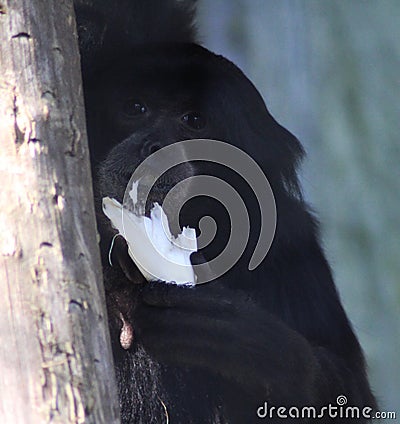 Siamang Stock Photo