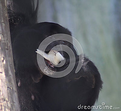 Siamang Stock Photo