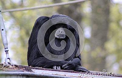 Siamang Stock Photo