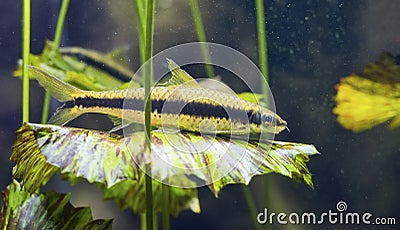 Siamese algae eater fish Crossocheilus siamensis Stock Photo