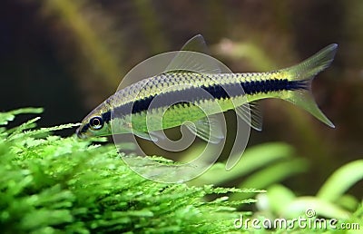 Siamese algae eater Stock Photo