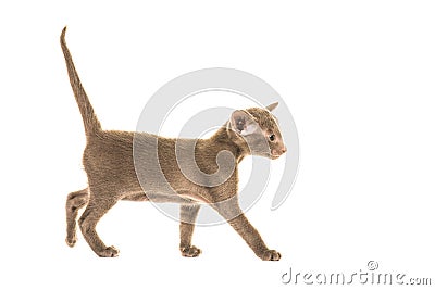 Siamese baby cat walking Stock Photo