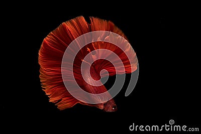 Siamese betta fish movement Stock Photo