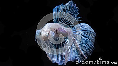 Siamese betta fish is the national fish of Thailand. It`s a fighter fish. The distinguishing feature of this figure is white wi Stock Photo