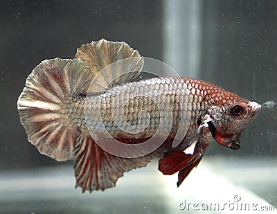 Siamese Betta Splendens Stock Photo