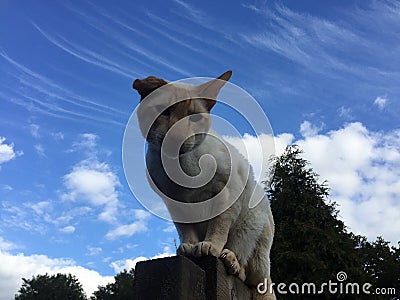 Siamese blue sky Stock Photo