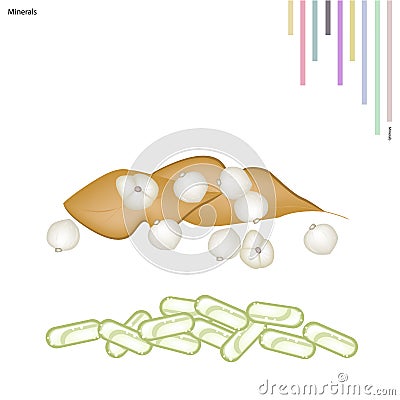 Siamese Cardamom Bulbs and Leaf with Vitamin and Minerals Vector Illustration