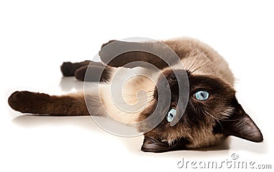 Siamese cat Stock Photo