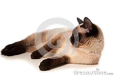 Siamese cat Stock Photo