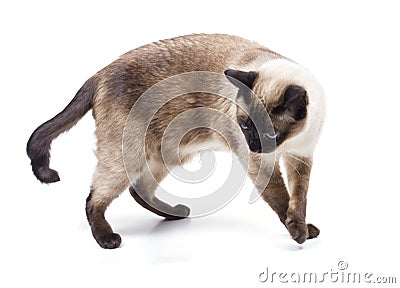 Siamese cat Stock Photo