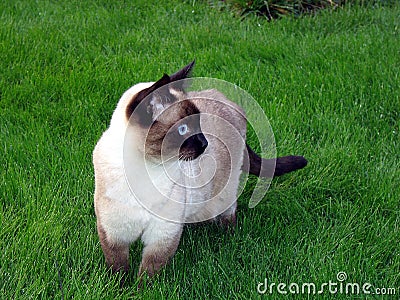 Siamese cat walking in the green grass Stock Photo