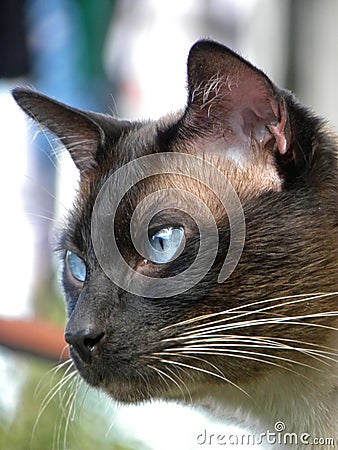 A Siamese cat with blue eyes watching Stock Photo