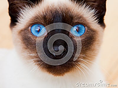 Siamese Cat Face Vivid Blue Eyes Whiskers Stock Photo