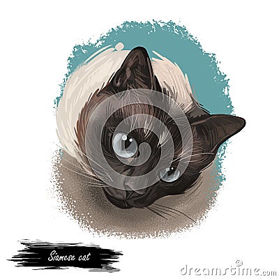 Siamese cat lilac point oriental Wichianmat landrace, cat native to Thailand known as Siam. Digital art illustration of pussy Cartoon Illustration