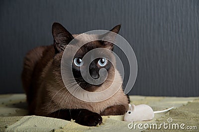 Siamese cat looking at the camera Stock Photo