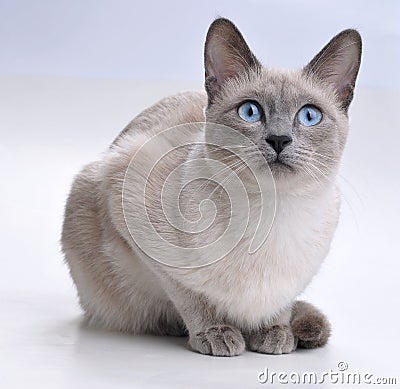 Siamese Cat Looking Curious Stock Photo