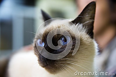 Siamese cat Stock Photo