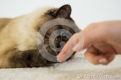 Siamese cat. Cat playing with a fingers. Black and white shorthair cat with blue almond-shaped eyes. Stock Photo