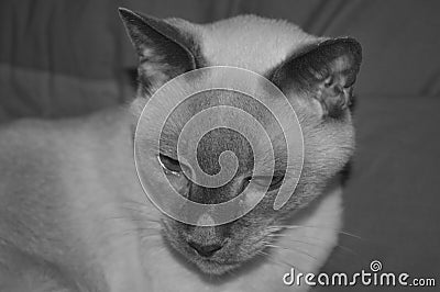 Siamese cat Stock Photo