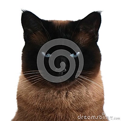 Siamese cat portrait with narrowed eyes and menacing look Stock Photo