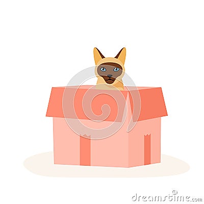 Siamese cat sits in box. Cute indoor pet plays in paper case. Hiding and resting place for fluffy fiend. Flat style Vector Illustration