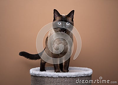 siamese cat standing on scratching barrel meowing on brown background Stock Photo