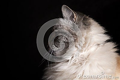 Siamese cat staring into the darkness Stock Photo