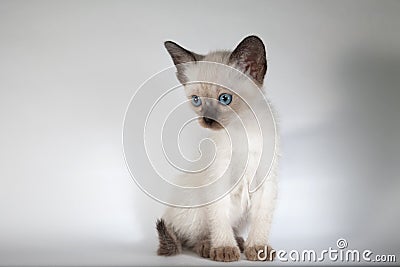 An siamese cat on a white background Stock Photo