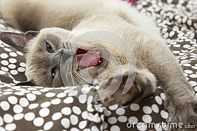 Siamese Cat Yawning and Stretching Stock Photo