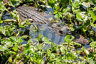 The Siamese crocodile (Crocodylus siamensis) is a freshwater crocodile Stock Photo