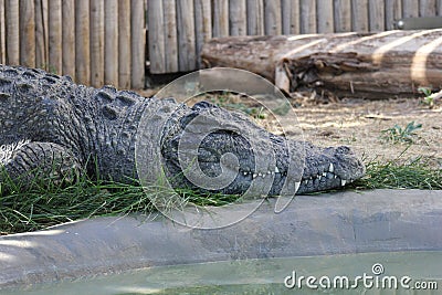 Siamese crocodile Crocodylus siamensis Stock Photo