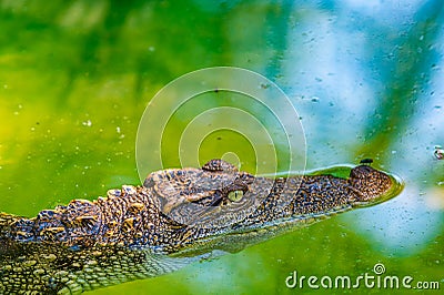 Siamese crocodile in the water Stock Photo