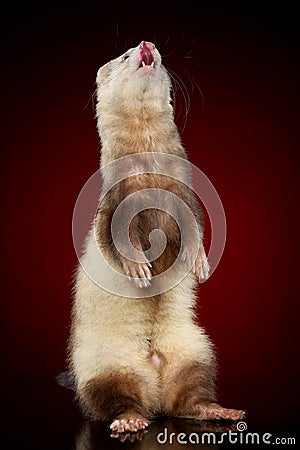 Siamese ferret on hinder legs Stock Photo