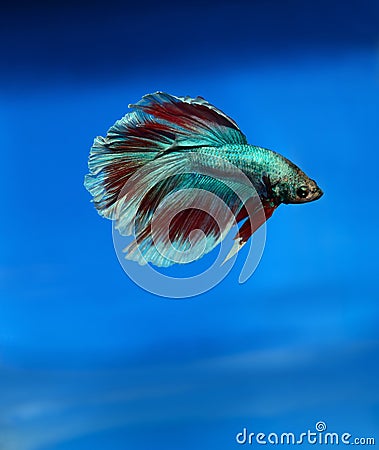 Siamese fighting fish Stock Photo