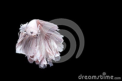 Siamese fighting fish , betta isolated Stock Photo