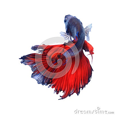 Siamese fighting fish , betta isolated on white background. Stock Photo