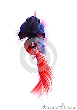 Siamese fighting fish , betta isolated on white background. Stock Photo